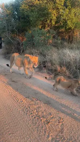 Safari Truck Approached by Lions! 🦁 (IG🎥: @carlafachim) #Unreel #Extreme #Safari #Lions #Wildlife