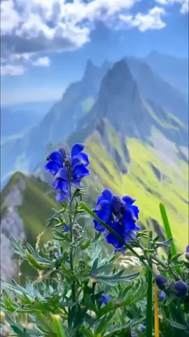 ✝️ KEBAIKAN MU TUHAN ✝️ #kebaikanmutuhan #lagurohani #laguviral #musik #lagurohanikristen #yesus #yesuskristus 