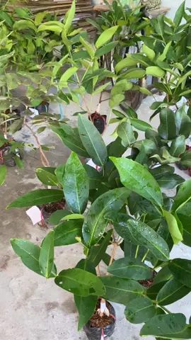 🌈🌈🌈 Cây đi cho cả nhà yêu thương nha ❤❤❤ 🪴🪴🪴🪴 #caygiong #cuocsong #xuhuongtiktok 