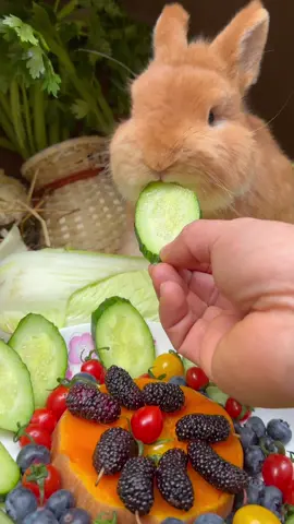 #cute #rabbit