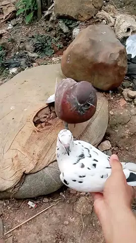 merpati super brancah #fypシ゚viral #merpati #merpatiku #merpatikolong 