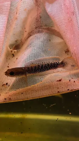 full dottt 🔥 #ikanpredator #aquascape #aquarium #keepers #mediafilter #channa #ikanhias #predatorfish #filteraquarium #channastewarti 