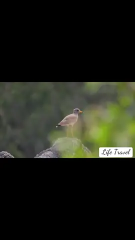 Rừng Tràm Chim. Nơi của thiên nhiên với muôn ngàn chim muôn đa dạng phong phú. Nơi của những tiếng hót véo von và những âm thanh của bình yên. #forest #bird #chill #travel #tiktok #capcut #canhdep #thiennhien #natural #hanhphuc #binhan #smile #cuoi #vietnam #tourist #trekking #phuot #cuocsong #life #Love #tinhyeu #dongthap #rung #cutebaby #sky #views #toiyeuvietnam 