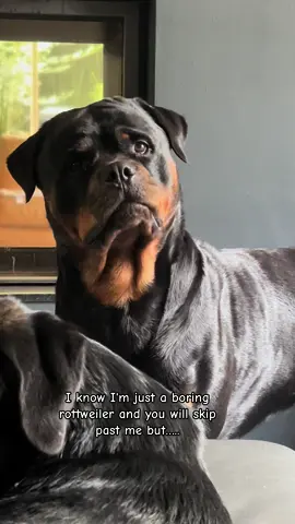 I just wanted to ask if ... #rottweiler #rottweilersoftiktok #fyp 