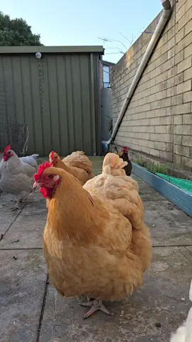 saying hi to the girls after work 🥹 and enjoying my favourite coffee ever from my local,Flow Espresso 10/10 #chickenrun #petchickens 