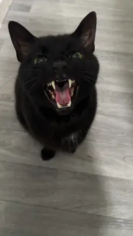 Words of affirmation 🐈‍⬛✨🖤 #cute #cat #cats #catsoftiktok #catlover #catmeme #catmom #funny #relatable #wordsofaffirmation #motivation #adorable #goals #blackcat #blackcats #blackcatsaregoodluck #void #voidcat #talking #vocalcat #meow #teefs #aww #furbaby 