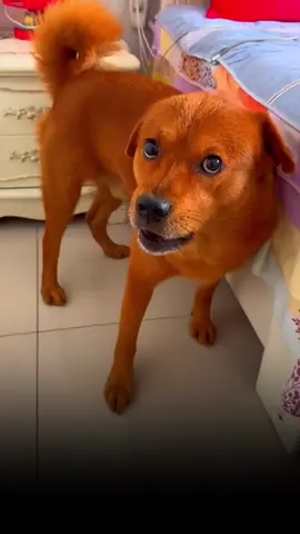 Don't believe him. He gave me the money and then framed me! #xiaopang #XiaoPangWasWronged #funny #dog #dogsmart #XiaoPangPoor #fyp #poorXiaoPang #cute #funnydog #funnydog #poordog #vairal 