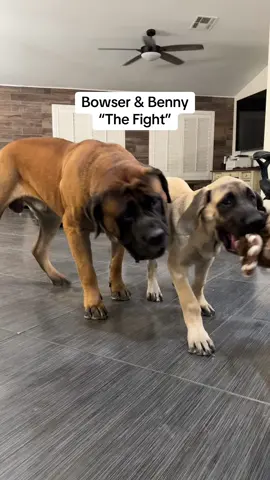 Benny bullies Mom! #fyp #dogsoftiktok #dogfight #mastiffs #mastiffsoftiktok #bigdogs #bigdogsoftiktok #doggo #englishmastiff #puppies #puppiesoftiktok #doglife #puppylife #funnydogvideos #bowsersworld #bowserandbenny 