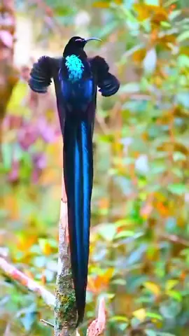 MOST BEAUTIFUL BIRDS CREATED BY ALLAH ALMIGHTY ❣️ #foryou #viral #birds #3millionviews #sound 