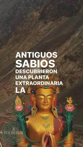Descubre el poder ancestral de la Ashwagandha 🌿✨ Esta increíble planta, conocida en la India como “la que otorga la fuerza de un caballo”, ha sido utilizada durante siglos por guerreros y yoguis para enfrentar los desafíos más grandes. Hoy, sus beneficios están más vigentes que nunca: reduce el estrés, mejora la energía y equilibra tu cuerpo de manera natural.  Cada cápsula de Ashwagandha que consumes no solo es un suplemento, es un puente hacia una vida más equilibrada y poderosa. ¿Listo para experimentar su magia en tu día a día? 💪✨ #adaptogenos #ashwagandha #vidasaludable #saludmental #medicinanatural #bienestar #sabiduria 