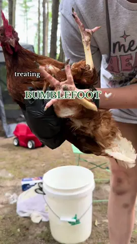 bumblefoot 🤦🏻‍♀️ #chickens #chickensoftiktok #chickenmom #homesteading #bumblefoot 