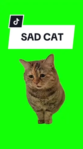 #CapCut SAD CAT. #greenscreen #greenscreenvideo #greenscreenoverlays #fyp #fypシ #fypage #fypppppppppppppppppppppppppppppppppppppppppppppppppppppppppppppppppppppp #fyppage #fypシ❤️💞❤️ #meme #memes #memestagram #freefirememe #memepage #viral #viralvideos #viralreels #viralvideo #viralpost #meme2024 #cat #cats #catsofinstagram #catlover #catmemes #catmeme #trend #trending #viralcats 
