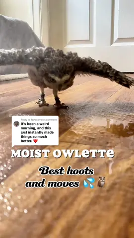 Replying to @Tayloralysis Serotonin BOOST unlocked 🤍 Hoots and Tippy taps 🦉 Any video requests? Let me know 🫶 #Owls #Owl #BirdVideos #BirdsOfTikTok #OwlRunning #CuteOwl
