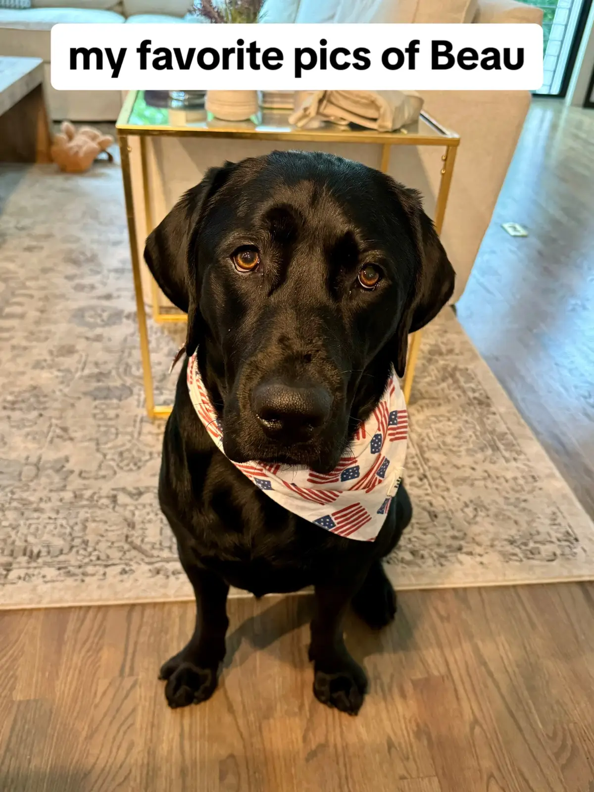my handsome king 🐕‍🦺🐕‍🦺 #beauthemeathead #dogsoftiktok #blacklab 
