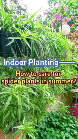 #garden #gardening #planting #plants #homegarden #indoorgarden #indoorplants #houseplants #spiderplant #gardening101 