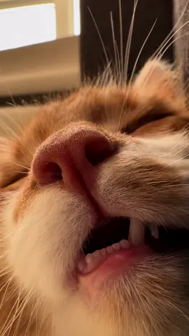 #Котик #СпящийКот #ЗвукиКота #Милота #КошачийСон #Котоспит #Котозвуки #Мурмяу #КошачьяЖизнь #Мурлыканье #СонныйКот #Cat #SleepingCat #CatSounds #Cuteness #CatNap #CatSleep #Purring #Meow #CatLife #CatLover #FurryFriend #AdorableCat #SleepyCat #CatWhispers #DreamyCat #KittySounds #CatsOfInstagram #CuteCats #CozyCat #catdreamstore 