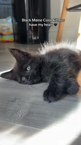 🖤🖤 #mainecoon #kitten #kittens #blackkitten #kittentok #mainecoonlovers #foryou #fyp 