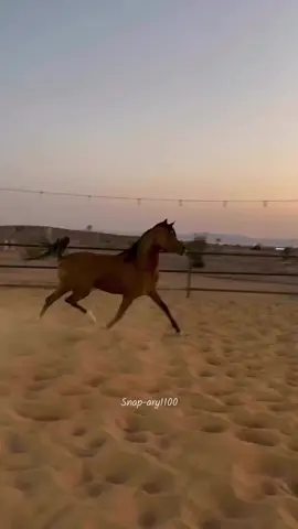 #ماشاءالله_تبارك_الله #حايل #صباح #خيل#تصويري📸 