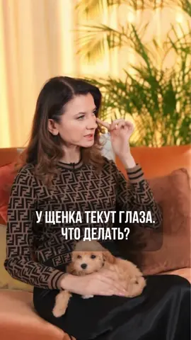 Уход за глазами щенка. Я рекомендую использовать средство для контактных линз, чтобы обрабатывать шерсть, когда у вас слезятся глаза. Дорогие и бюджетные средства работают одинаково, так как их функция - растворять слезные камни. Утром у нас также могут быть маленькие козявки в уголках глаз, и жидкость для контактных линз помогает с этим, выполняя дезинфицирующую функцию. Познакомиться со щенками мальтипу - пишите сообщение 🫶  Полное видео на YouTube канале по ссылке в описании канала. #мальтипу #питомникмальтипу #питомниксобак #линаханни #ханниклаб #эксперткинолог #линакинолог 