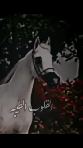 #القلوب_الطيبه 