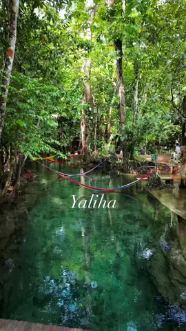 Respuesta a @Corina López387  Ecocentro Yalihá, es un hermoso lugar de aguas cristalinas, ubicado en la aldea Yalicoc, Raxruha, en Alta Verapaz, Guatemala 🇬🇹. Su característica principal son sus aguas color esmeralda y la gran cantidad de peces que se pueden observar desde la superficie. Definitivamente un lugar que tienes que conocer 🐠🍃🙏🏻. #yaliha #altaverapaz #guatemala #paisajes_hermosos #takemeback #bajoelagua #gopro #pecesitos @Eco Centro Yaliha’ 