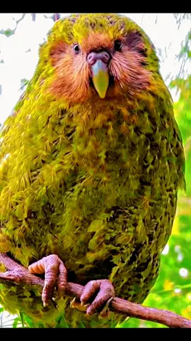 Kakapo Bird The World's Rarest and Heaviest Flightless Parrot! #viral #foryou #fyp #trending #foryoupage #kakapu 