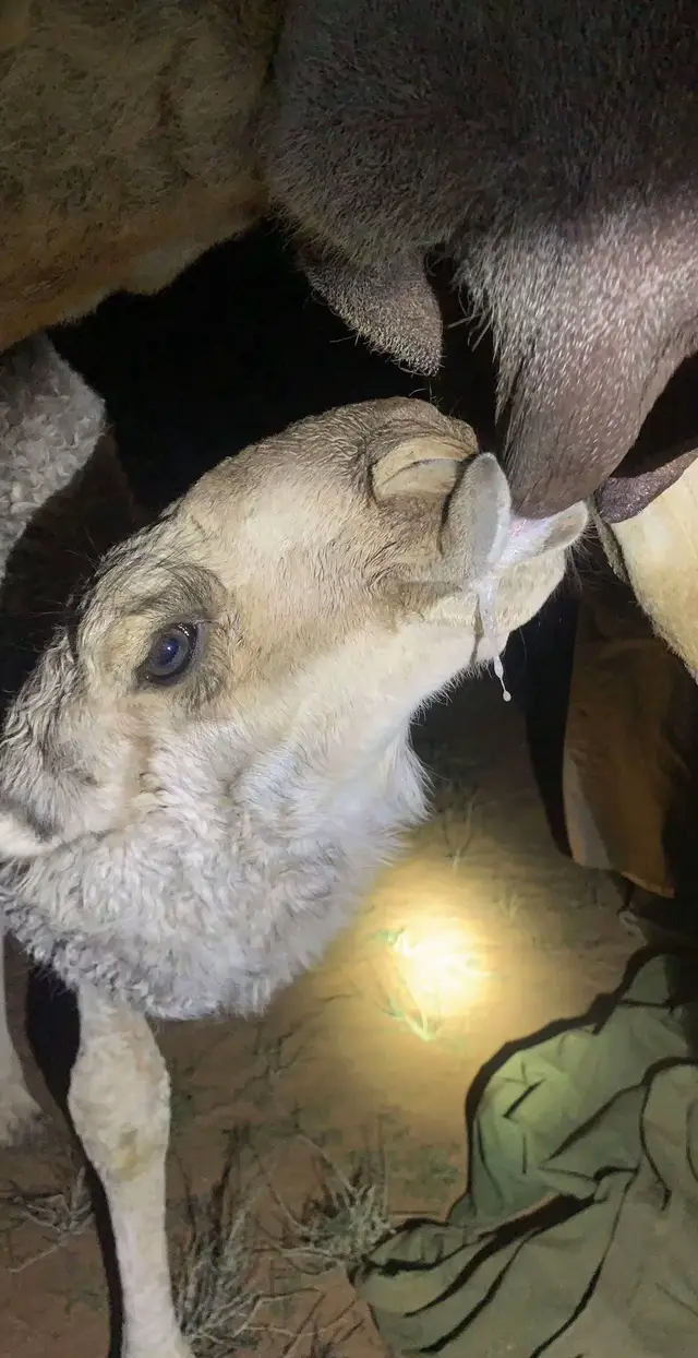 #توا ماشفت عيني #ترند #لبيه #foryourpage #عشوائياتsnapchat #