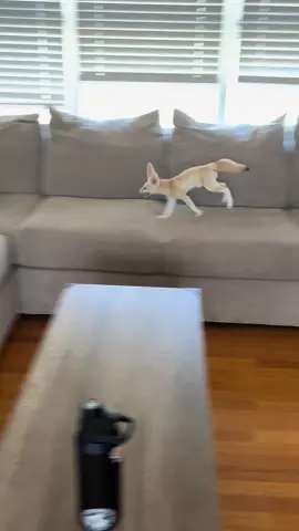 Bedu zoomies #bedu #run #zoomies #happy #play #animals #fennecfox #couch #cozy 