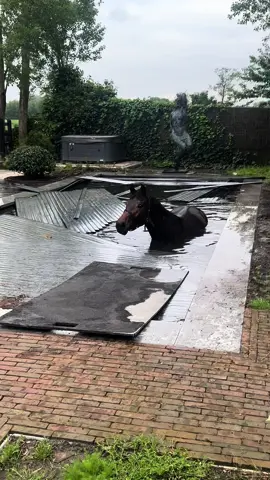 When the 3yo escapes and goes for a swim 🤦🏻‍♀️😮‍💨😂  Luckily she got out very easily and had zero injuries! 🙏🏻💪🏻 #horse #horsefail #fail #pool #horsesoftiktok #equestrian #pferd #equine #paard #cheval #horsegirl #fyp #horseriding #horses #horselover #funny #viral #accident #oops 