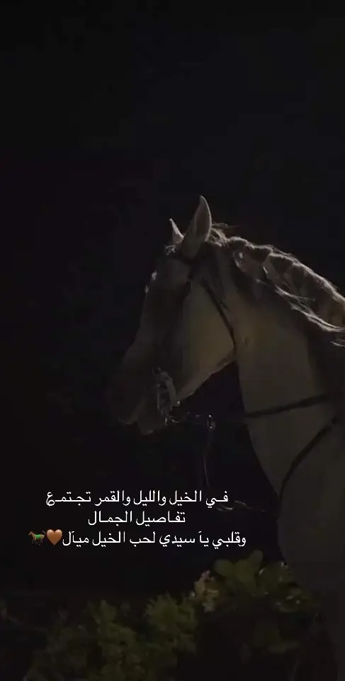 #الخيل  #خيال #الخيل_العربي_الاصيل #جمال_الخيل #CapCut #حب #فيديوهات #اكسبلورexplore #هدوء #مالي_خلق_احط_هاشتاقات🧢 #ترند #EkspresikanDenganCapCut #حبيبي #مالي_خلق_احط_هاشتاقات #تيك_توك #اكسبلور 