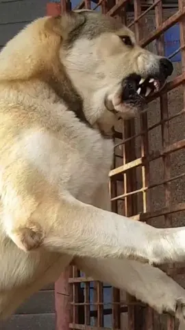 Most Aggressive Real Alabhi DOG 🔥🔥 #shorts#kangal #caucashianshepherd #boerboel #tibetanmastiff #alabai #centralasianshepherd #centralasianshepherddog #tibetanmastiffdog #kangaldog #pitbulldog #caucasianshepherddog #boerboeldog #alabaidog #strongestdogs #top5strongestdogs #top10strongestdogs #top12strongestdogbreeds #top10strongdogbiteforce #topbravestdogs #dogs #bravestdogs  #topstrongestdogs, #topstrongestdogbreeds, #top10strongestdogbreeds, #top10strongestdogs, #top10strongestdogbreedsintheworld, #strongestdogbreeds, #top5strongestdogbreeds, #top5strongestdogbreedsintheworld, #whichisthestrongestdog, #whichdogbreedsisstrongestintheworld, #germanshepherddogstunts, #germanshepherdstunts, #strongdogs, #abd #allbreeddogs #abdallbreeddogs  #pitbull #pitbulldog #americanbully #americanbulldog #rottweiler #leonberger #dogoargentino #dogocanario #presacanario #englishmastiff #doguedebordeaux #tosainu #canecorso #bandog #kangal #shorts #dog #dogs #doglover #doglovers #dogsoftiktok  दुनिया का सबसे ताकतवर कुत्ता कौन सा है? Top 12 strongest dog bite force👍#shorts दुनिया के 12 सबसे Highest Bite Force वाले कुत्ते!👍Top 12 strongest dog bite force. videos highlights 👇 दुनिया का सबसे ताकतवर कुत्ता कौन सा है? पिटबुल डॉग का बाइट फोर्स कितना है? ऐसा कौन सा कुत्ता है जो शेर को मार सकता है? इंडिया का नंबर वन डॉग कौन सा है? Top 12 strongest dog bite force. कुत्ते कितने प्रकार के होते हैं kaun se kutte ka bite force sabse Jyada Hota Hai. सबसे अच्छा कुत्ता कौन सा होता है?  bandog bite force, English Mastiff bite force, Rottweiler bite force, American bulldog force, cane corso bite force, Pitbull bite force, Dogo Argentino bite force, Kangal bite force, इंडिया का नंबर वन डॉग कौन सा है, ऐसा कौन सा कुत्ता है जो शेर को मार सकता है, पिटबुल डॉग का बाइट फोर्स कितना है, दुनिया का सबसे ताकतवर कुत्ता कौन सा है, Top 12 strongest dog bite force, दुनिया के 12 Highest Bite Force वाले कुत्ते , दुनिया के सबसे खतरनाक कुत्ते । Top world most dangerous dogs breeds #shorts world most dangerous animals pet lovers status german sheperd vs pitbull rottweiler vs pitbull pitbull vs rottweiler pitbull dogs lover status rottweiler dog status german sheperd price pitbull price in india dog market in india, khatarnak kutta bharat ka sabse khatarnak kutta sabse khatarnak kutta kaun hai duniya ka khatarnak kutta sabse khatarnak kutta ka naam sabse khatarnak kutta dog duniya ki sabse khatarnak kutta sabse jyada khatarnak kutta खतरनाक कुत्ता khatarnak kutta kaun sa hai खतरनाक कुत्ता कौन सा है khatarnak kutta ki ladai dog breed dog breeds largest dog breeds biggest dog breeds dog breeds in india dog breeding dog breed names dog breeds banned in india dog breeders near me dog breeds price डॉग ब्रीड्स best dog breed most intelligent dog breeds most aggressive dog breeds smallest dog breeds strongest dog breeds small dog breeds tallest dog breed most expensive dog breeds dog the power of the dog dog breeds clifford the big red dog small dog breeds pitbull dog dog adoption dog barking sound boy dog names big dog breeds  kutte. #shorts Videos highlight 👍 Duniya ka sabse takatvar kutta. Duniya ka sabse Khatarnak kutta. Duniya Ke 10 khatarnak kutte. Duniya ka sabse khatarnak kutta Pitbull. Bharat ka sabse khatarnak kutta. Duniya Mein sabse dangerous kutta kaun sa hai. number Van per kaun sa dog Hai. sa bse khatarnak kutte ke naam. world dangerous dog name. khatarnak dog name. sab se khatarnak Pitbull. 1  Rottweiler. 2  Pitbull. 3 c canecorso. 4 Dogo Argentino. 5 Kangal. #Duniyakasabsetakatvarkutta #DuniyaKe10sabsekhatarnakkutte #DuniyakasabsekhatarnakkuttaPitbull #Bharatkasabsekhatarnakkutta #DuniyaMeinsabsedangerouskuttakaunsahai #numberVanperkaunsadoghai #DuniyaMeinsabsekhatarnakkuttekenaam #khatarnakkuttkenaam #DuniyaKe10khatarnakkutte #sabsekhatarnakkuttekenaam #Rottweiler #Pitbull #canecorso #DogoArgentino #Kangal #viral #shorts #kangaldog #rottweilerdog #dogoargentinodog #pitbulldog #canecorsodog #alabai #alabaivspitbull #pitbullvsalabai #alabaidog #alabaivideo #doberman #dobermanpinscher #dobermanattack #rottweiler 