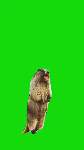 Shouting Animal meme green screen capcut template #shouting #shout #animal #animalmeme #greenscreenmemes #capcuttemplates #CapCut 