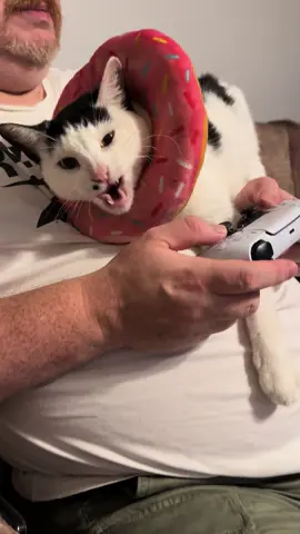 #catsoftiktok #cat #mygirl #catlover 