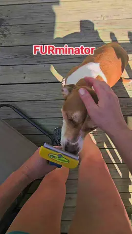 #tiktokshop #furminator #doghair #brush #shedding 
