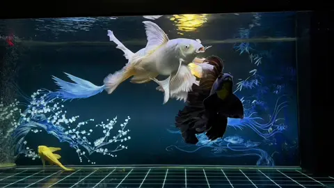 Phi tần Trắng và Đen đang múa thướt tha..#chepphitan #cachepsututrang #chépsưtửtrắng #chépsưtử #phitần #cacanh #phitan 