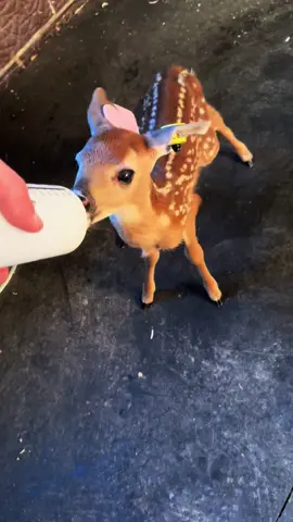 @Ryan Reynolds The leg kicks😍 #deer #fyp #foryou #michigan #deeroftiktok #deerfarm #fawn #whitetail #fyppppppppppppppppppppppp #foryoupage #michigandeerfarmer #cute #cat #dog 
