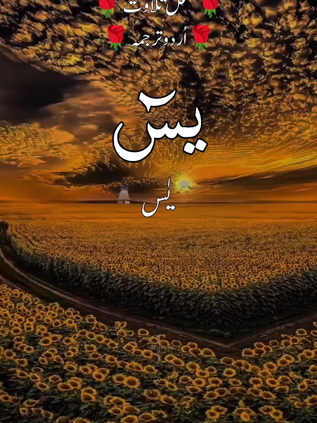 سورۃ یس کی مکمل تلاوت سنیں اُردو ترجمہ کے ساتھ  القرآن الکریم 🌹🌹❤ #quran #quranicquotes #islamicreminders #islamicreelsvideo #growmyaccount  #quran #islamicquotes #quran #foryou #longervideos  #quran_kareem #quranrecitation #islamicreminder #quranonline786 @TikTok @TikTok UK 