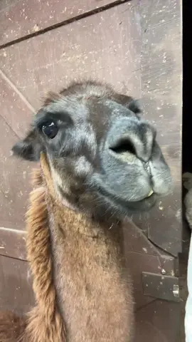 No context invasive jjason (no context invasive Doug on my fb&yt honestly he thought it was his birthday)