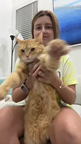 #macaroni #macaroniandcheese #macaroniandcheesethecats #macattack #smackaroni #warningpaw #orangecat #stopyourescaringme #orangecatbehavior #orangecatsoftiktok 