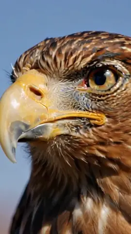 Golden eagle