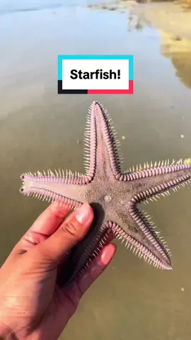 Replying to @lunar!! ok ok, spirit animal, it is. Let’s talk abt why I agree with you #sealife #starfish #oceanlife 