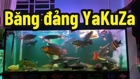 Bao nhiêu 🌾 để duy trì băng đảng khét tiếng này tiếp tục ? #casanmoi#catfish#hoindo#hosumatra#sauhoatien#hongvyshort#huyetlong#kimlong#nganlong  #carongcongdong#hoangbaoyen#cuusungmaxsize#hocongdong#casanmoicongdong#casanmoivietnam#casanmoichat#Redtailcatfish