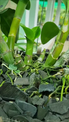 Dễ thương chưa 😆😆😆 #vuonnhaty #hoalan #tronglan #hoalandep #vuonlannhati 