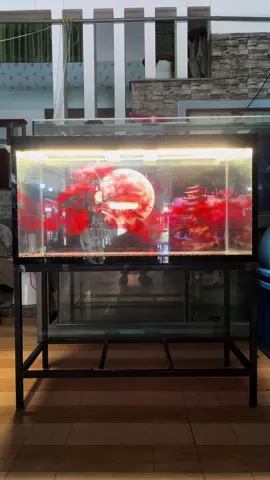 Bộ hồ combo tranh 3D mặt lưng và đáy caro đỏ ạ #hồcá #hồ #cacanhminhdanh #cácảnh #cacanhhocmon #xuhuong #trendingvideo 