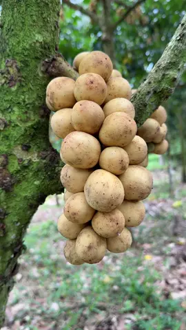 Vườn Bon Bon thailan nhà mình 🥰🥰🥰#mientay #84travinh #tràvinh #tieucan #xuhuong #tieucan #cauquan #vuonbonbonbarong #traicaymientay #bonbonthailan #CapCut #travinh84❤ #travinhexpress 