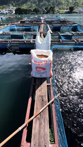 Fresh Catfish  #kja #danautoba #lele #catfish #leledanautoba #leleharanggaol #haranggaolhorisan #haranggaolcity #fyp #stp  #spla #samosir #keramba #taotoba #simalungun #lifefish🐟 #efishery #lele