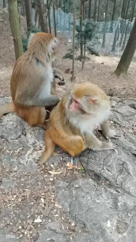 🐒🙉🙈🙊🐵😋😆😂😅😁😄🥲😀🤣😭♥️🤍❤️🖤💜🧡💕🙏#trendsinge #monkeys #monkey #Singe #pourtoi