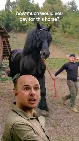 Auction time! 🐎 How much would you drop for this majestic black horse? Let’s hear those bids! Drop your price in the comments and tag a friend who needs to see this. @alexfarcas99cay 🎥 #fyp #foryou #horses #auctiontime #viral #trending