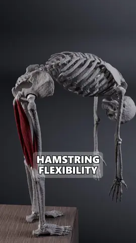 Did you notice that attempting to build flexibility in your hamstrings through global stretch exercises often doesn't work? This happens because by default, our nervous system selects the area with the least resistance to perform the movement. As a result we often reach the end of the range of motion in our spine before the hamstrings receive proper stimulation. To effectively perform global movements we must first address hip issues in a more targeted way and build the rest of our flexibility on top of that, not the other way around! #anatomy #biomechanics #hamstrings #hamstringworkout 