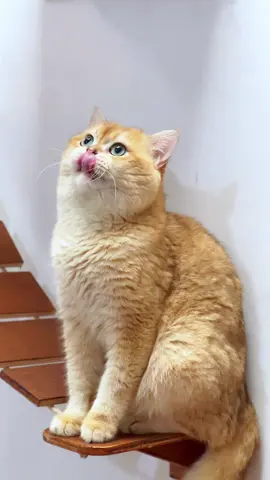 tebar pesona dulu sebelum menerkam janda muda #kucinglucu #kucinggolden #kusingbsh #bshgolden 